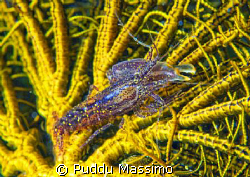 Inside the crinoid,nikond2x 105mm macro by Puddu Massimo 